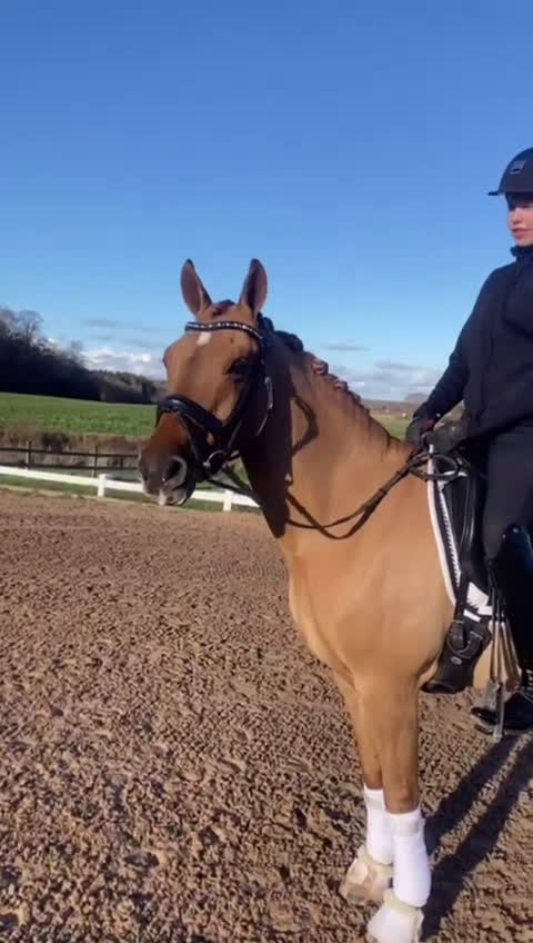Dressyr hästar till salu: Top dressyr pony kat 2  - Video 1