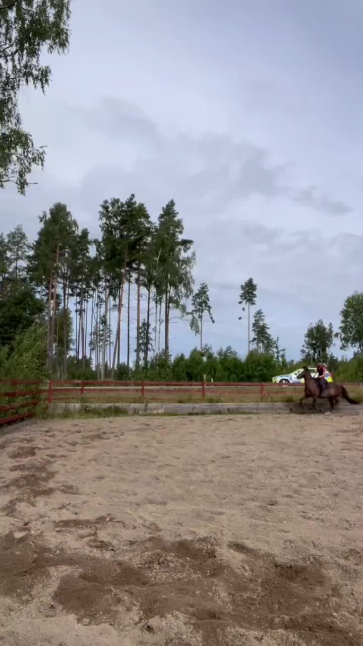  medryttarhäst finnes: Medryttare sökes till snäll valack - Video 1