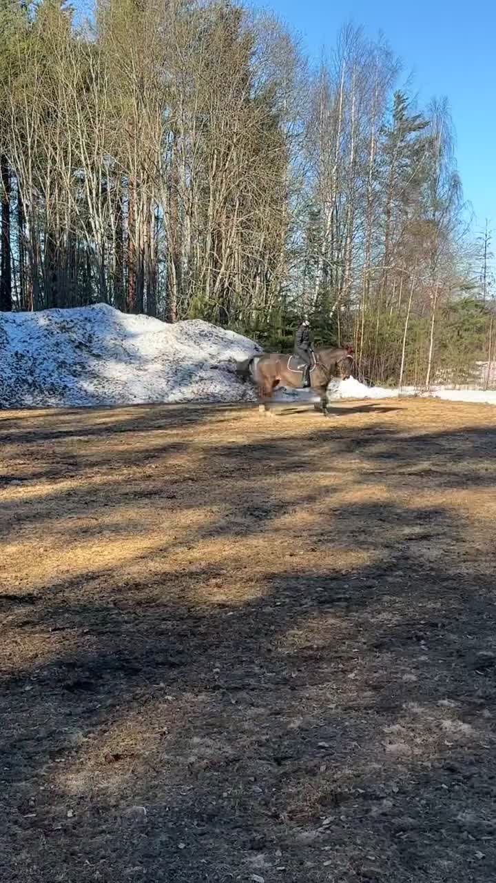 Allround hästar till salu: Din blivande bästavän <3 - Video 1