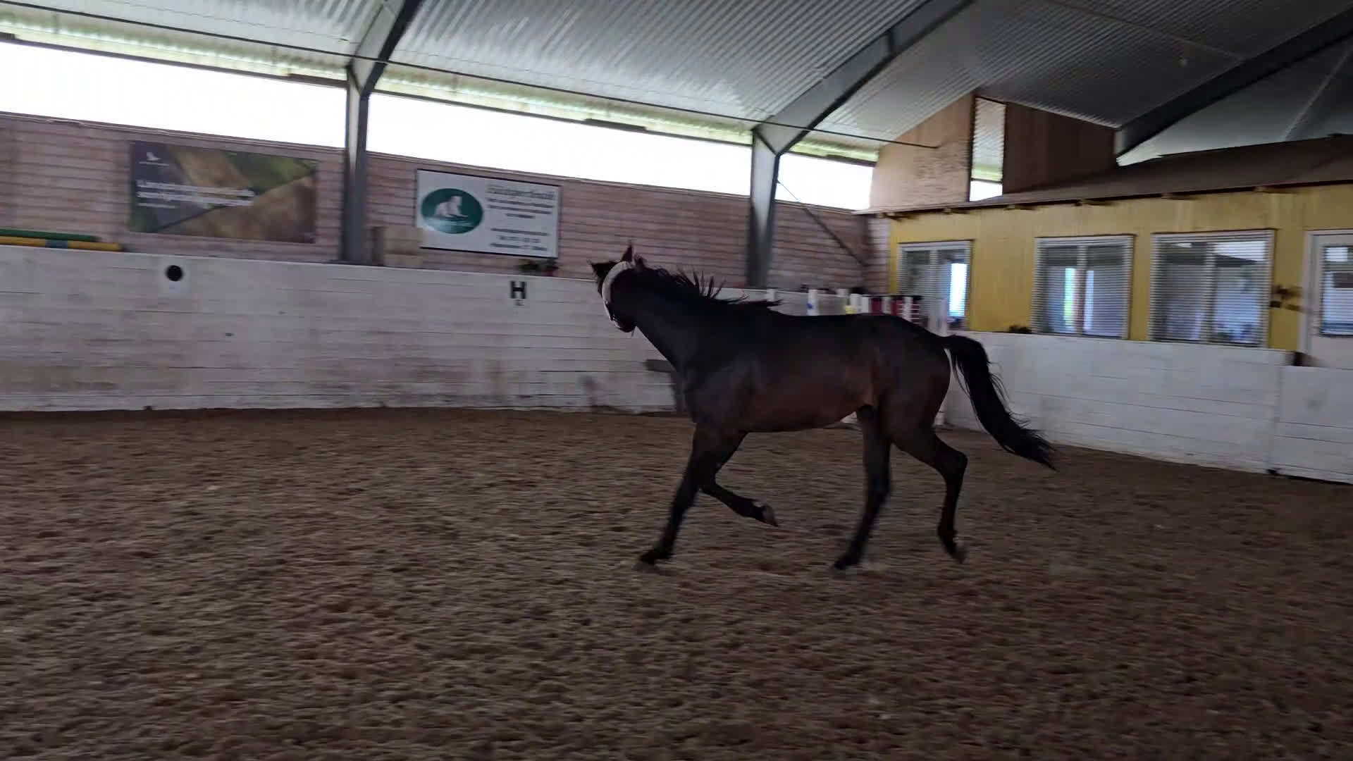 Allround hästar till salu: Ej påbörjad treåring i Örsundsbro - Video 2