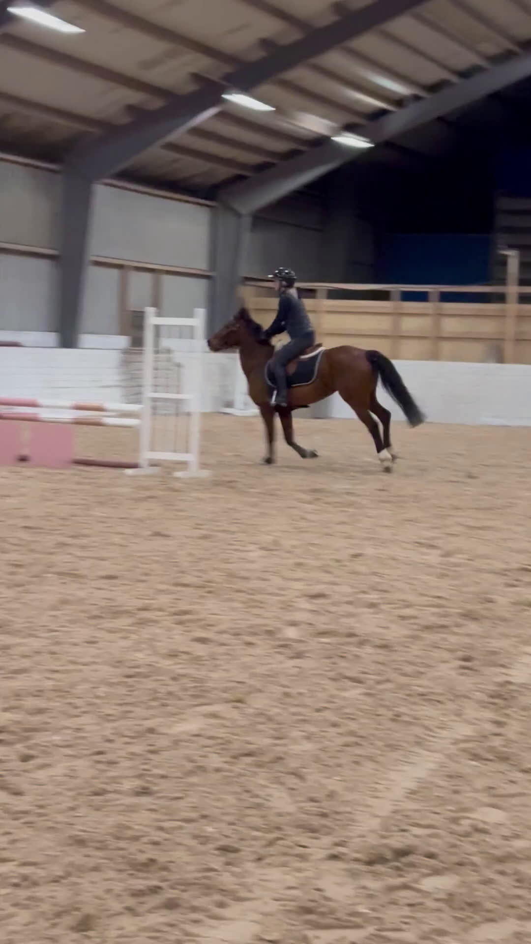 Hoppning hästar till salu: **Pigg och arbetsglad allroundponny** - Video 3