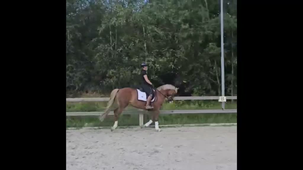 Dressyr hästar till salu: Välutbildad dressyrponny som gärna hoppar - Video 1