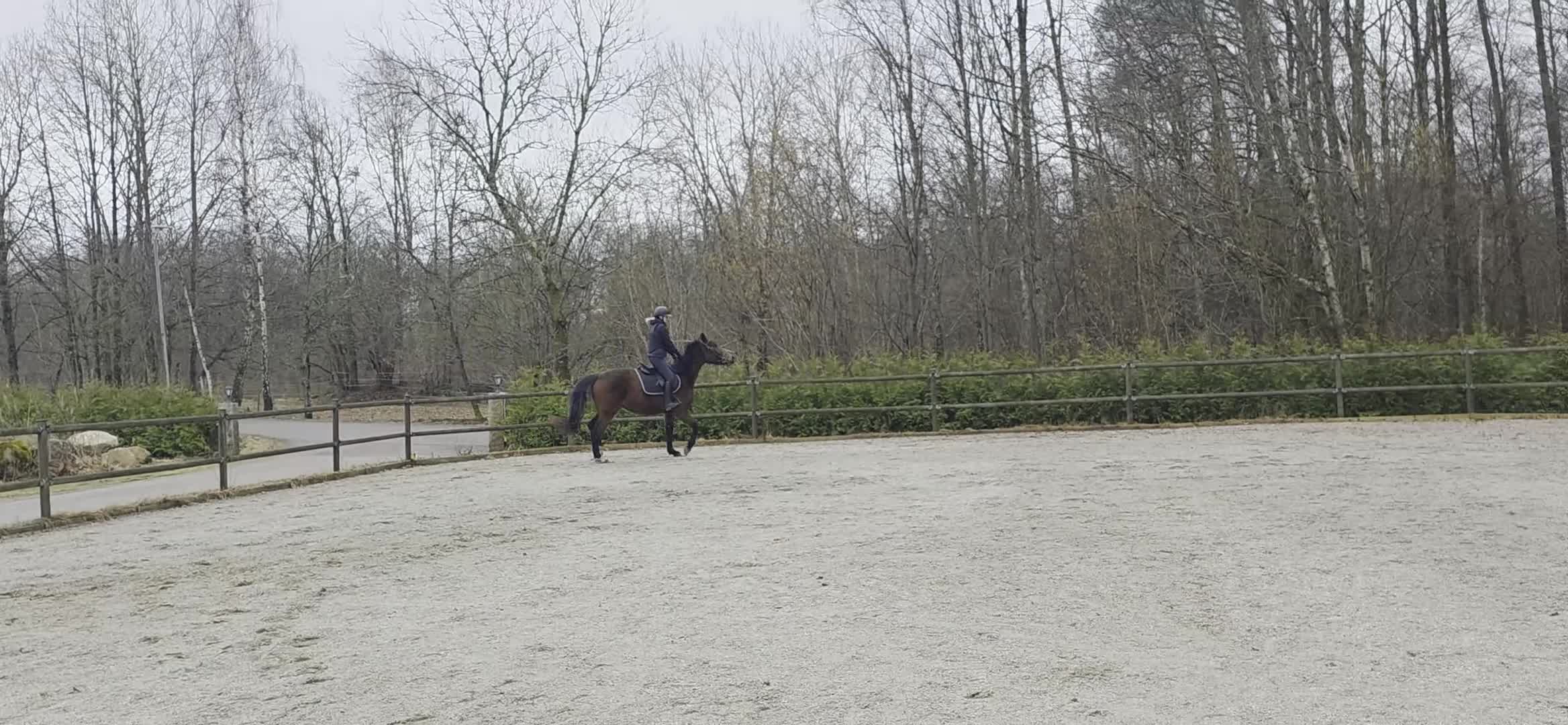 Allround hästar till salu: Inriden SWB-valack - Video 1