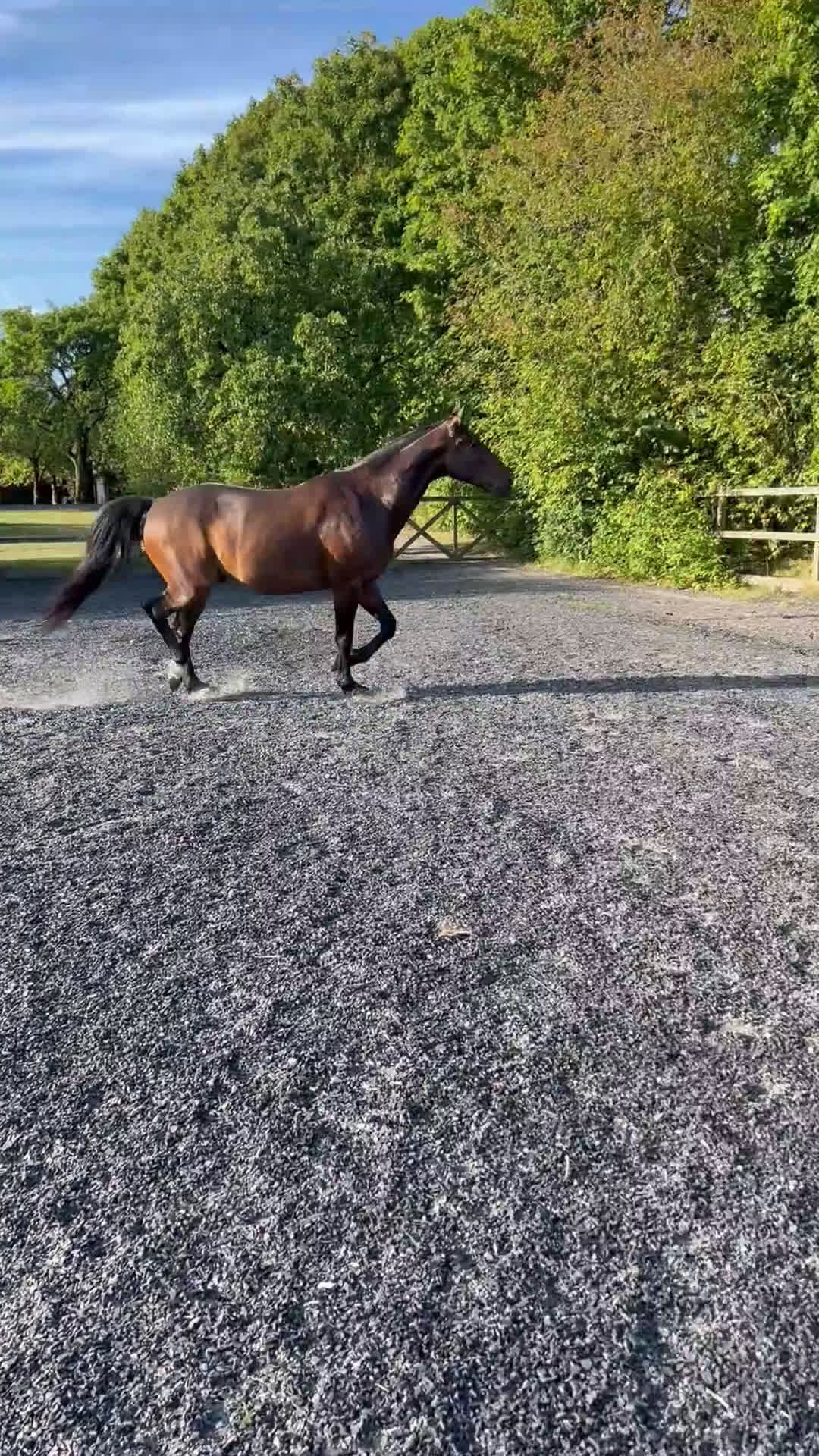Sällskap hästar till salu: Glad och positiv valack letar nytt hem  i Halmstad - Video 1
