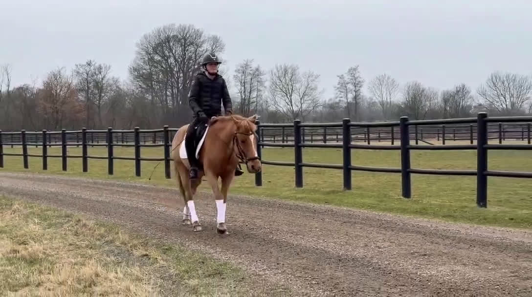 Allround hästar till salu: Allround/läromästare söker nu en ny bästa vän💛 - Video 1