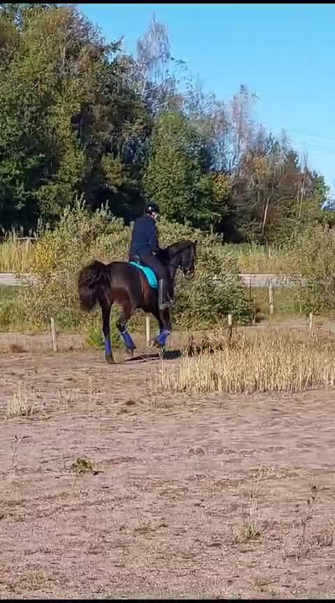 Allround hästar till salu:  Rätt Hem sökes - Video 5