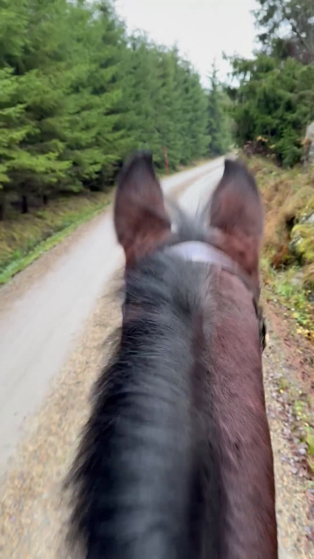 Allround hästar sökes: Sto söker bästavän/ryttare i Uddevalla - Video 5