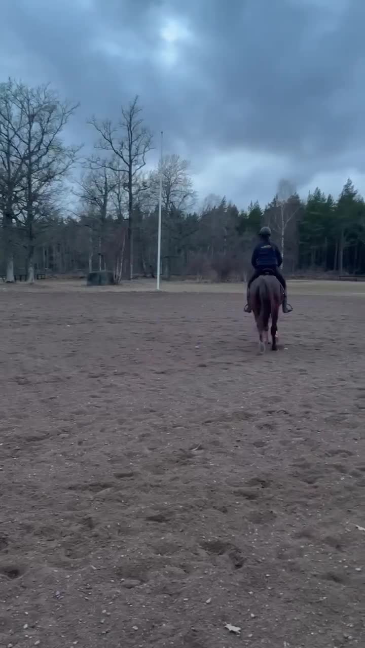 Allround hästar till salu: Allroundhäst  - Video 2