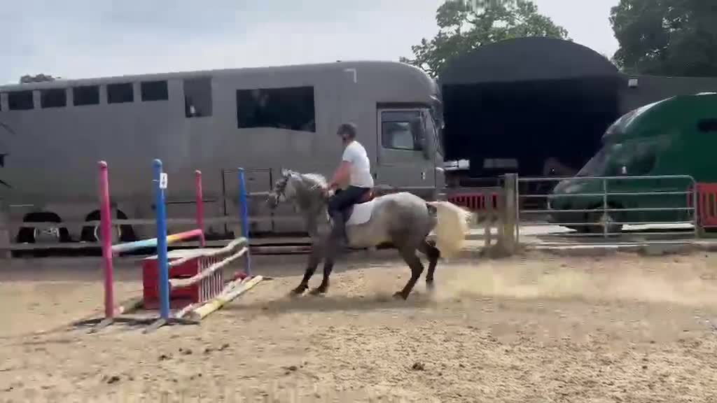 Hoppning hästar till salu: Talangfull connemara med storhästkänsla! - Video 1