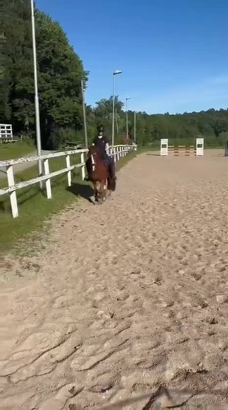 Allround hästar till salu: C-ponny med potential  - Video 1