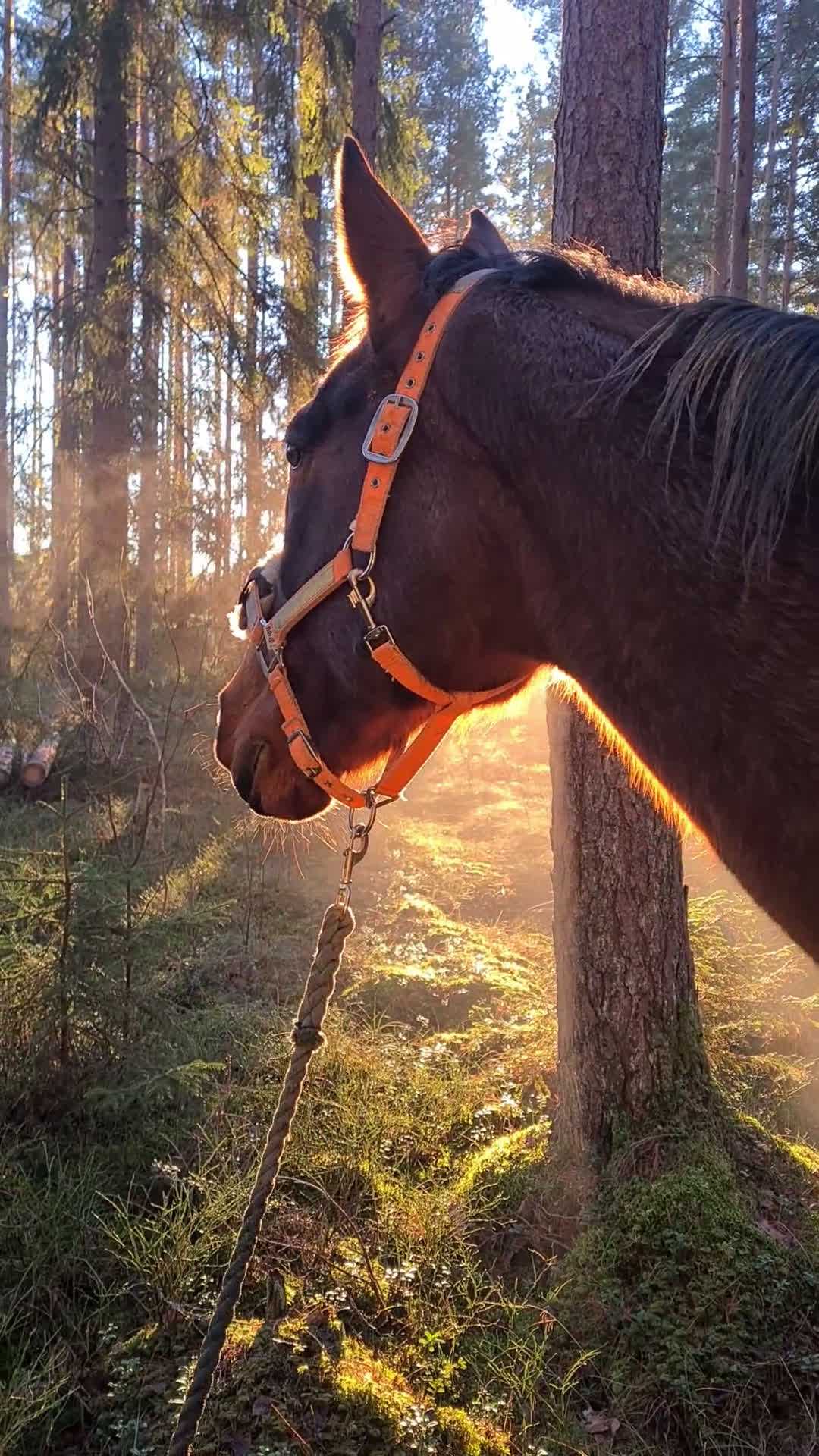 Sällskap hästar till salu: Brådskande - Sällskapshäst utlånas i Söderköping - Video 1