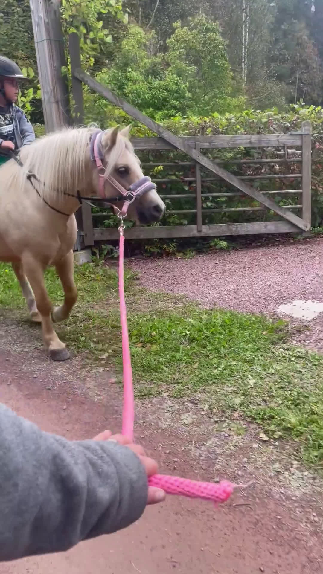 Allround hästar till salu: Söt Ponny  i Orsa - Video 1