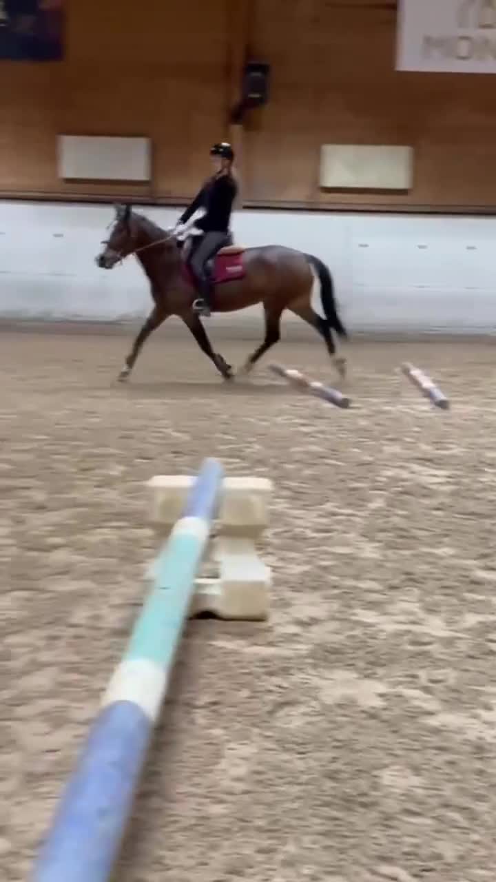 Hoppning hästar till salu: Sockersöt ponny - Video 1