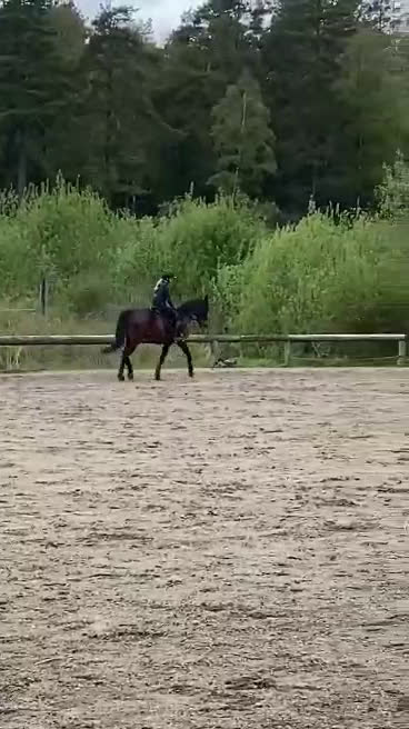 Allround hästar till salu: Ridtravara  i Göteborg - Video 1