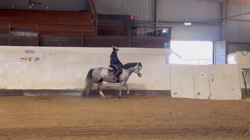 Allround hästar till salu: Charmig C-ponnyvalack - Video 3