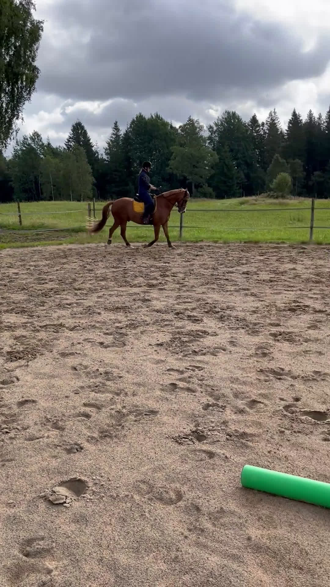 Allround hästar till salu: Maxad Welsh D-ponny  - Video 1
