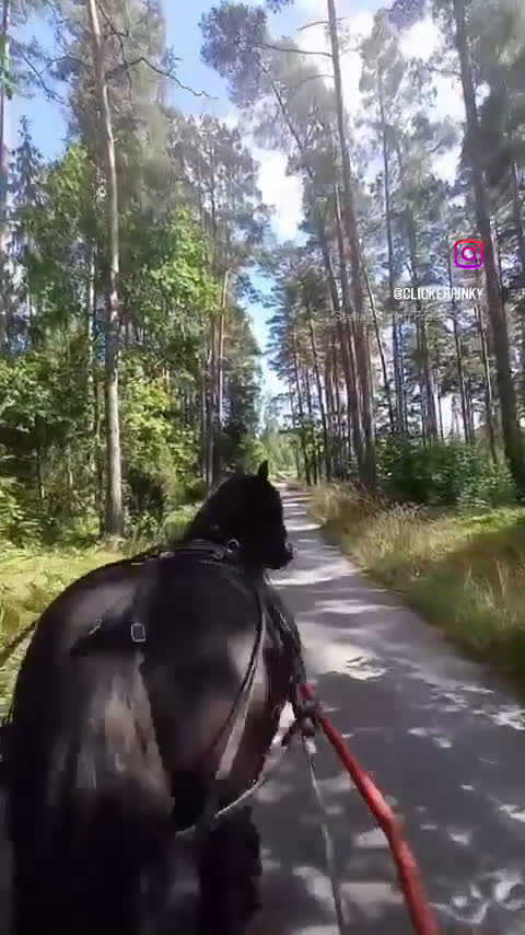 Allround hästar till salu: Världens finaste Pinky - Video 2