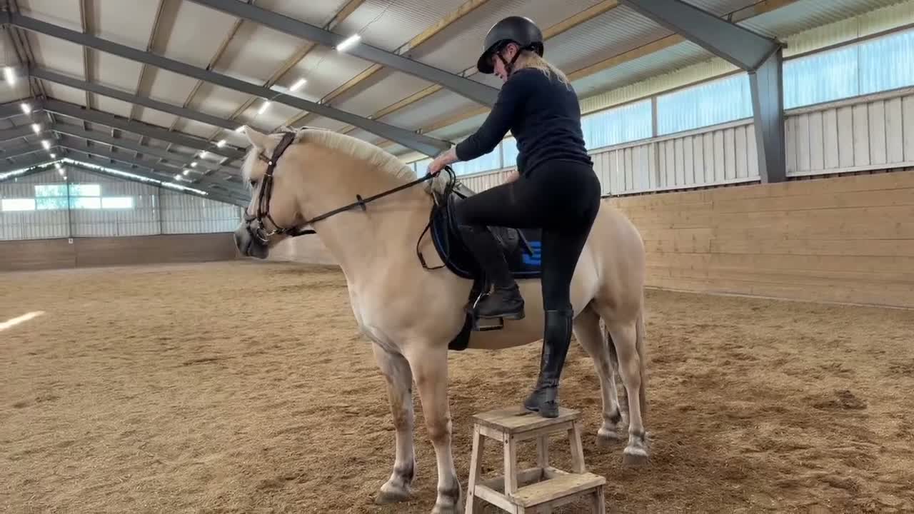 Allround hästar till salu: Välhanterat 3,5-årigt fjordsto i Eskilstuna - Video 1