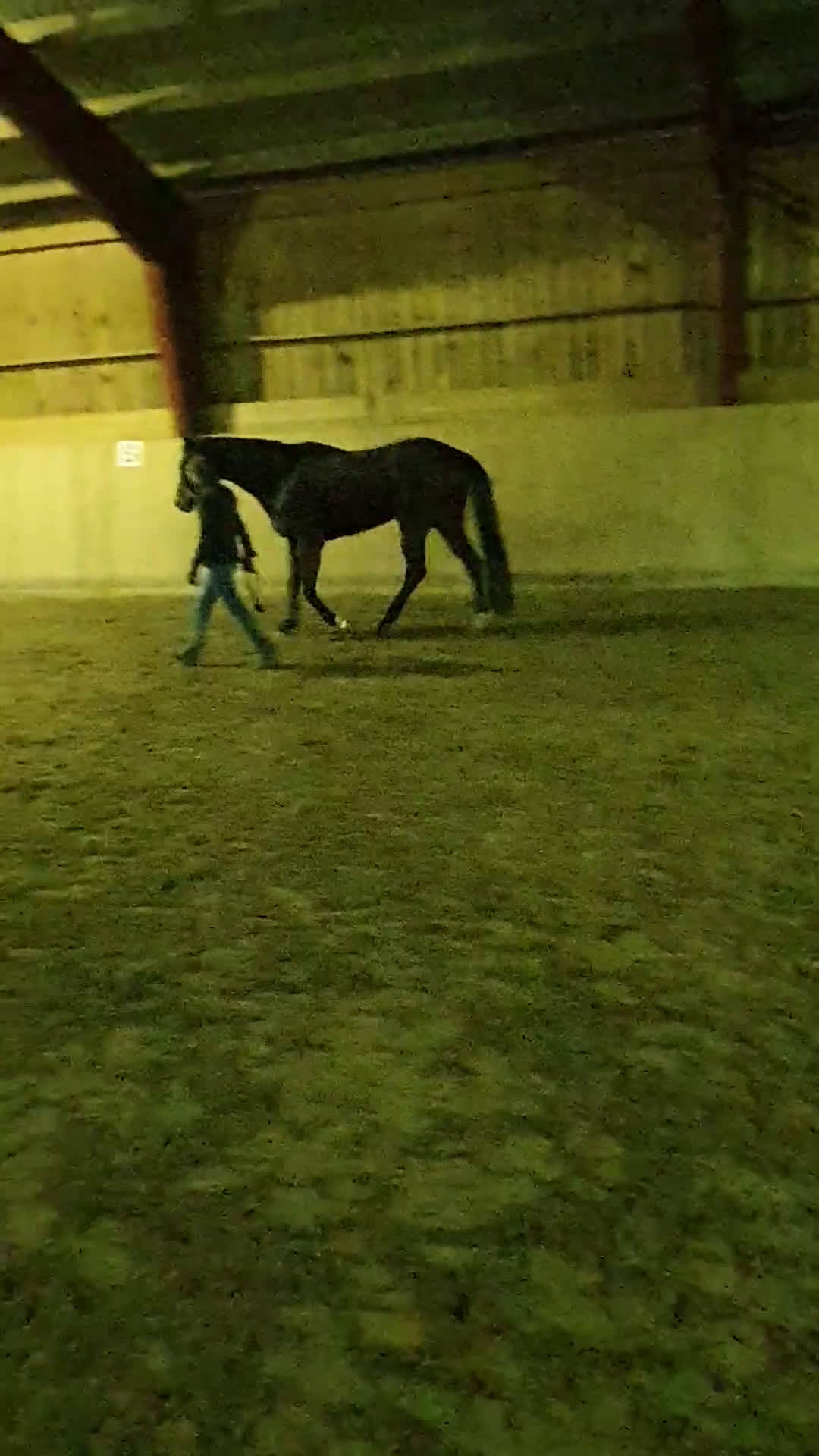 Allround hästar till salu: Snäll fullblodsvalack i Rimbo - Video 2