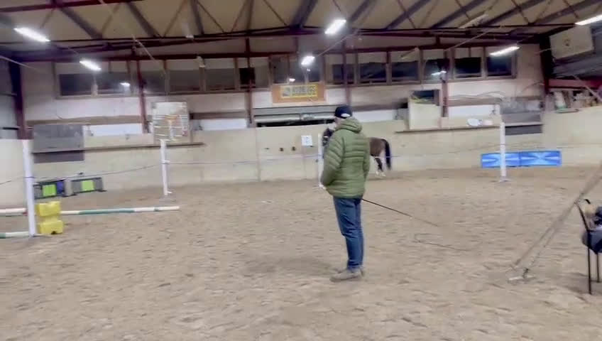 Allround hästar till salu: Okomplicerad och vänlig 5åring  - Video 4