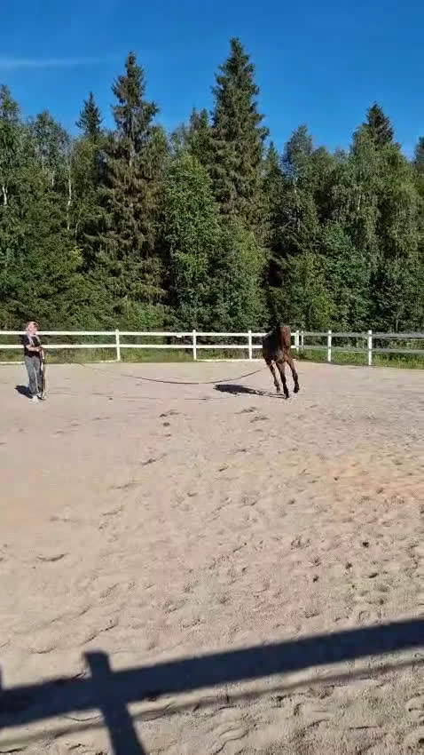 Allround hästar till salu: Fin 2 åring. (Blir 3år maj 2026) i Haparanda - Video 2