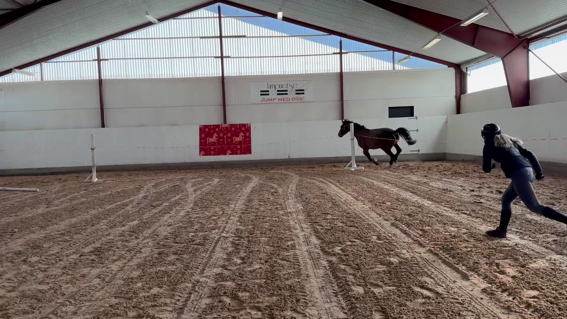 Hoppning hästar till salu: Häst för alla dicipliner!  - Video 2