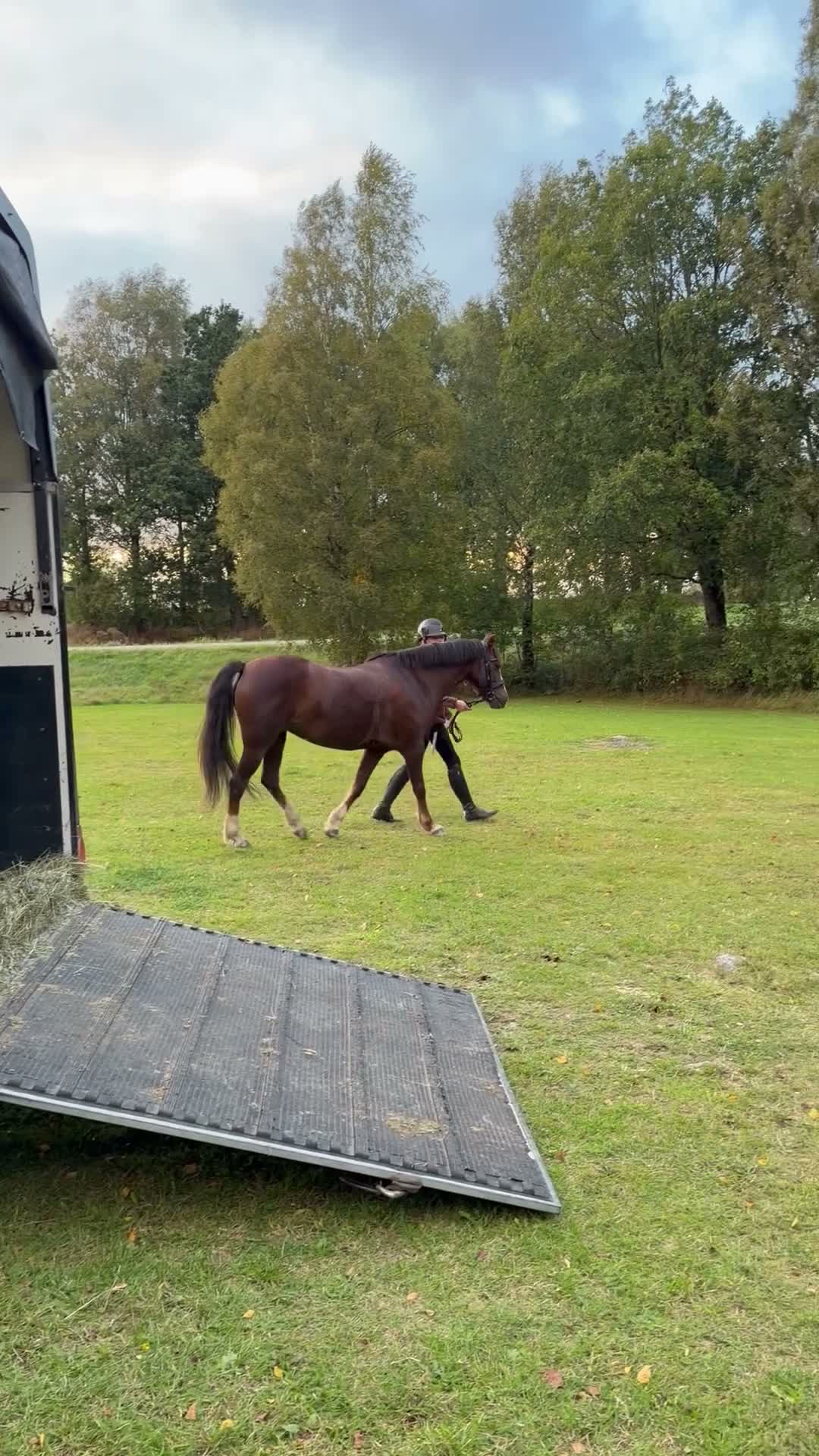 Allround hästar till salu: Fantastisk ponny för stora klasserna  - Video 3