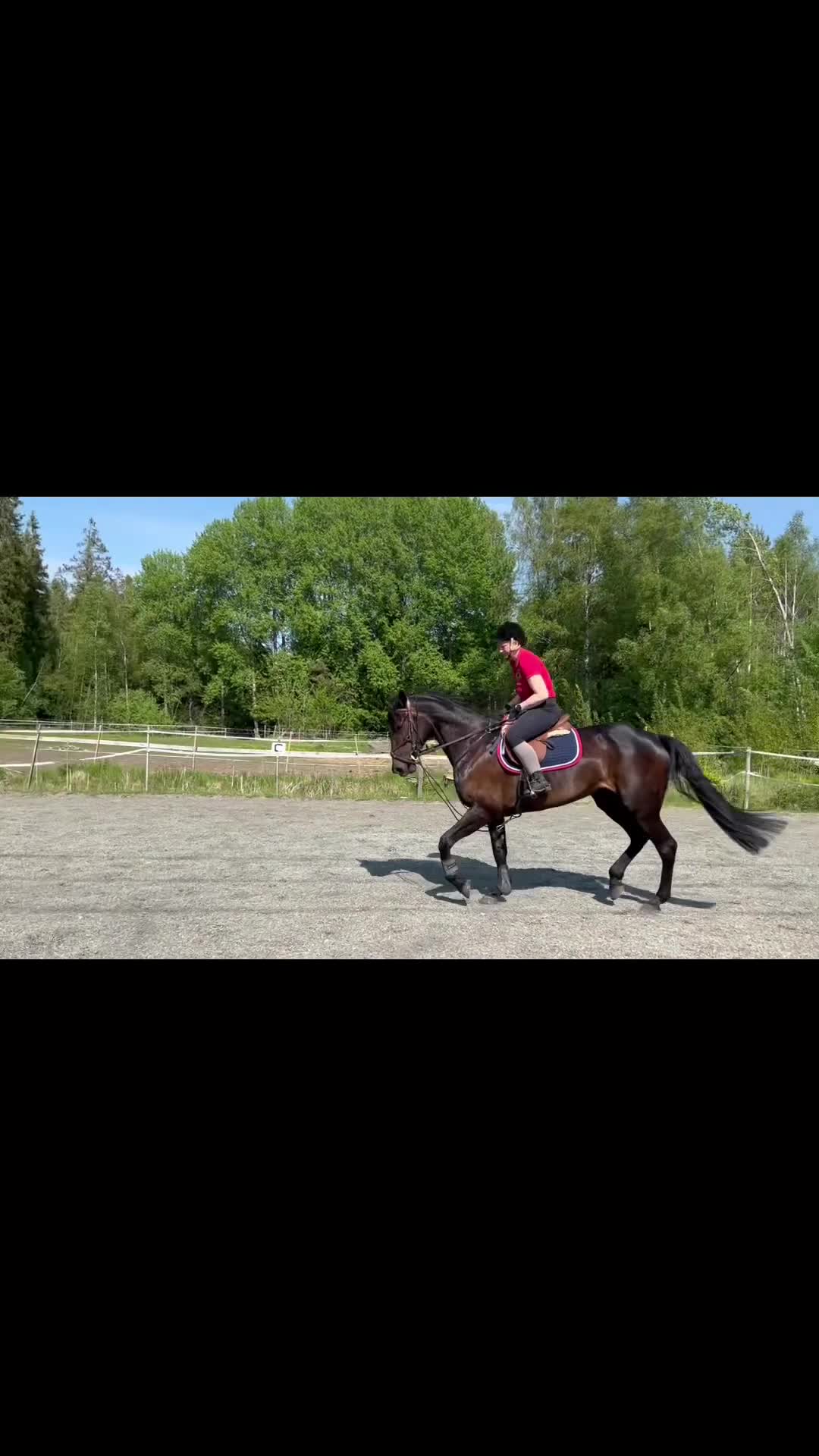 Trav hästar till salu: Monte/Starthäst/ridhäst/avel - Video 1