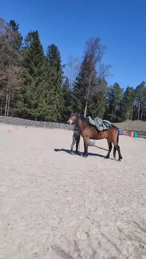Allround hästar till salu: Charmig kigermustang  - Video 2