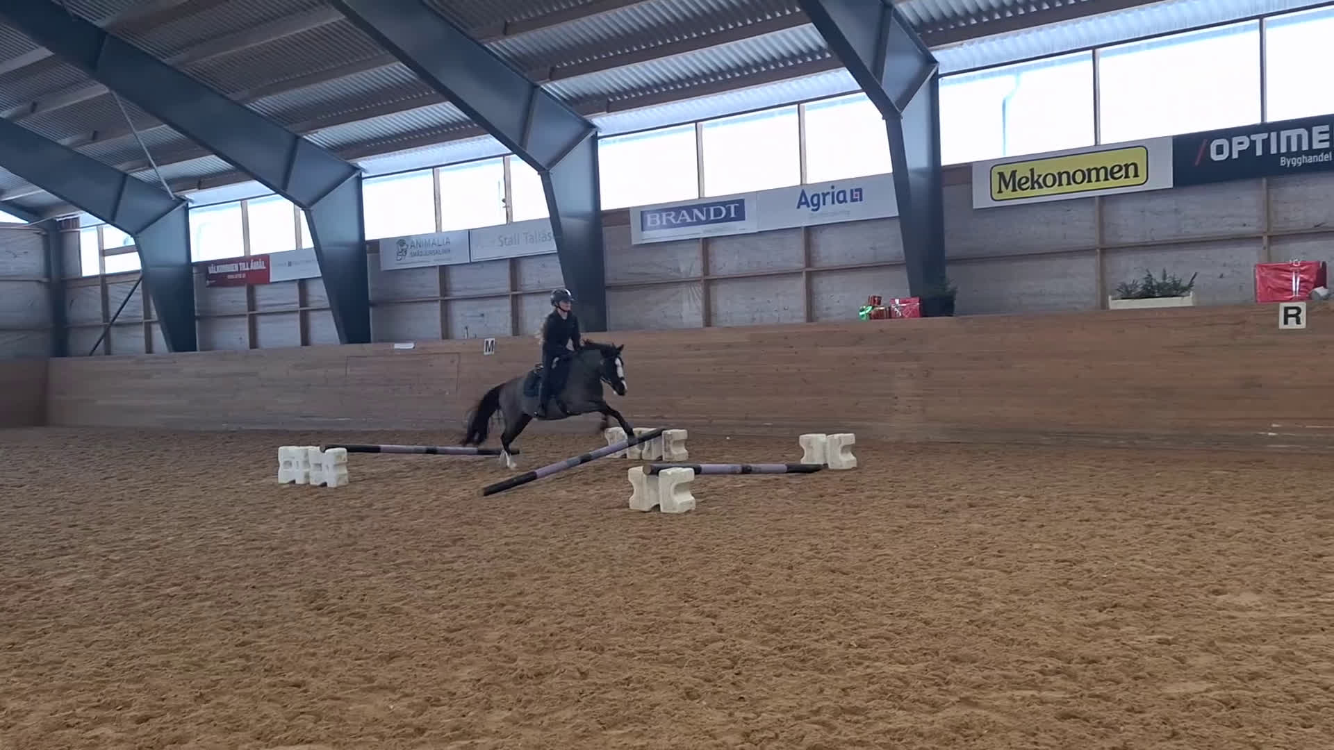 Allround hästar till salu: Bästa vän och träning/tävlingskompis - Video 1