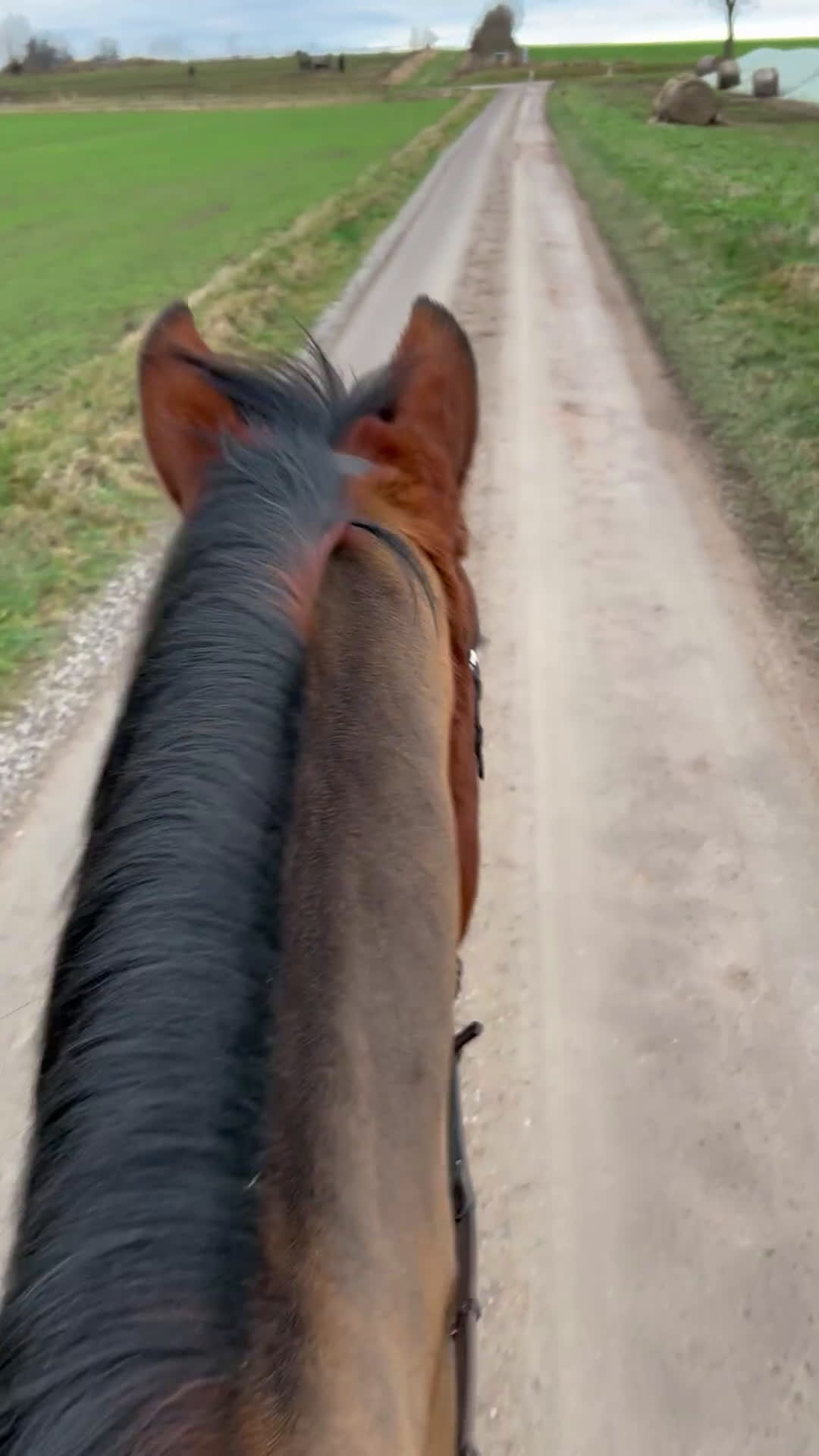 Hoppning hästar till salu: SWB val för framtiden - Video 1