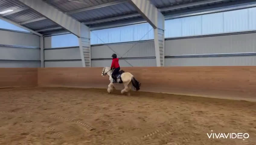 Allround hästar till salu: Världens gulligaste ponny!  - Video 2