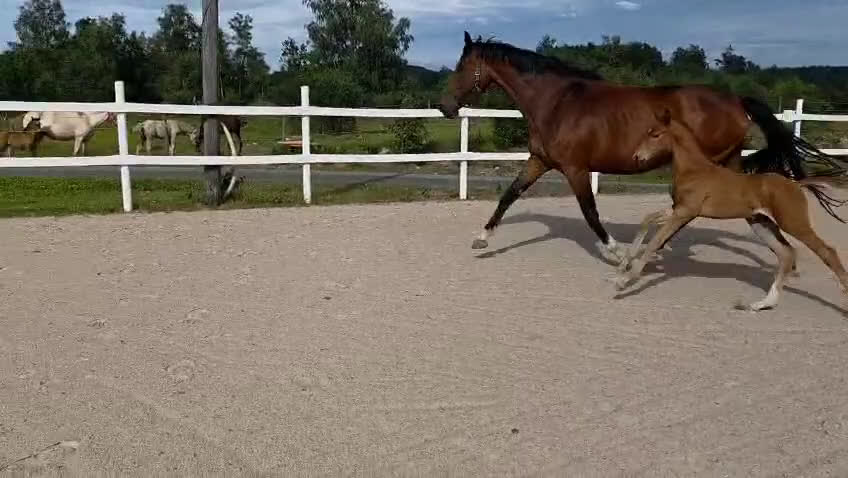 Dressyr hästar till salu: Passa på!! Dressyr löfte med högt meriterad stam! i Veddige - Video 2