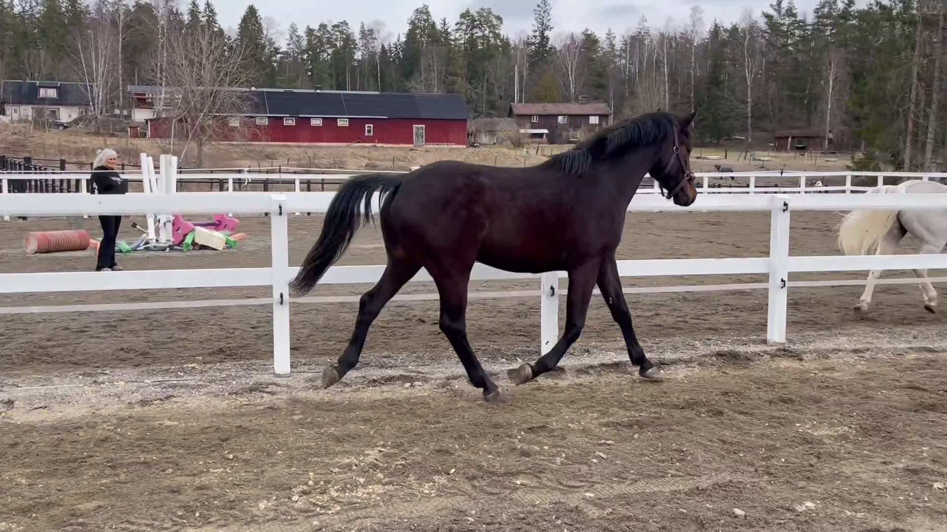 Allround hästar till salu: Superin 3 åring  - Video 2