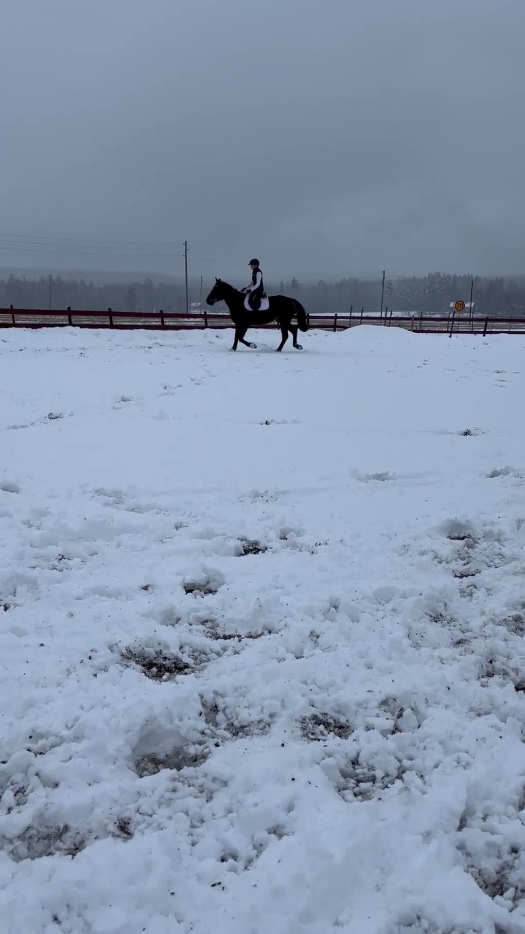 Allround hästar till salu: Bambi söker fodervärd eller nytt hem!  - Video 2