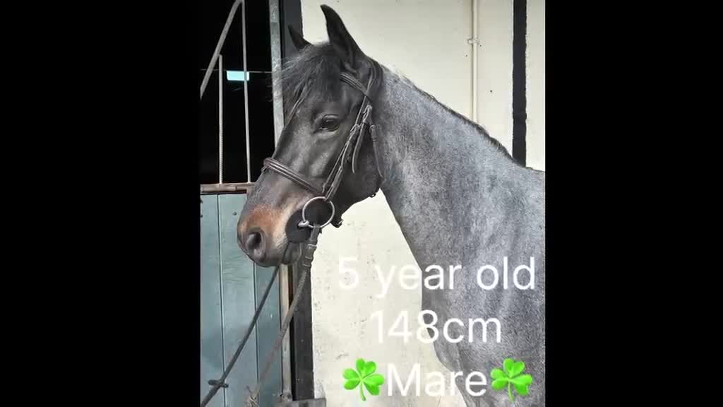 Hoppning hästar till salu: Attyrory Horses i Vrigstad - Video 2