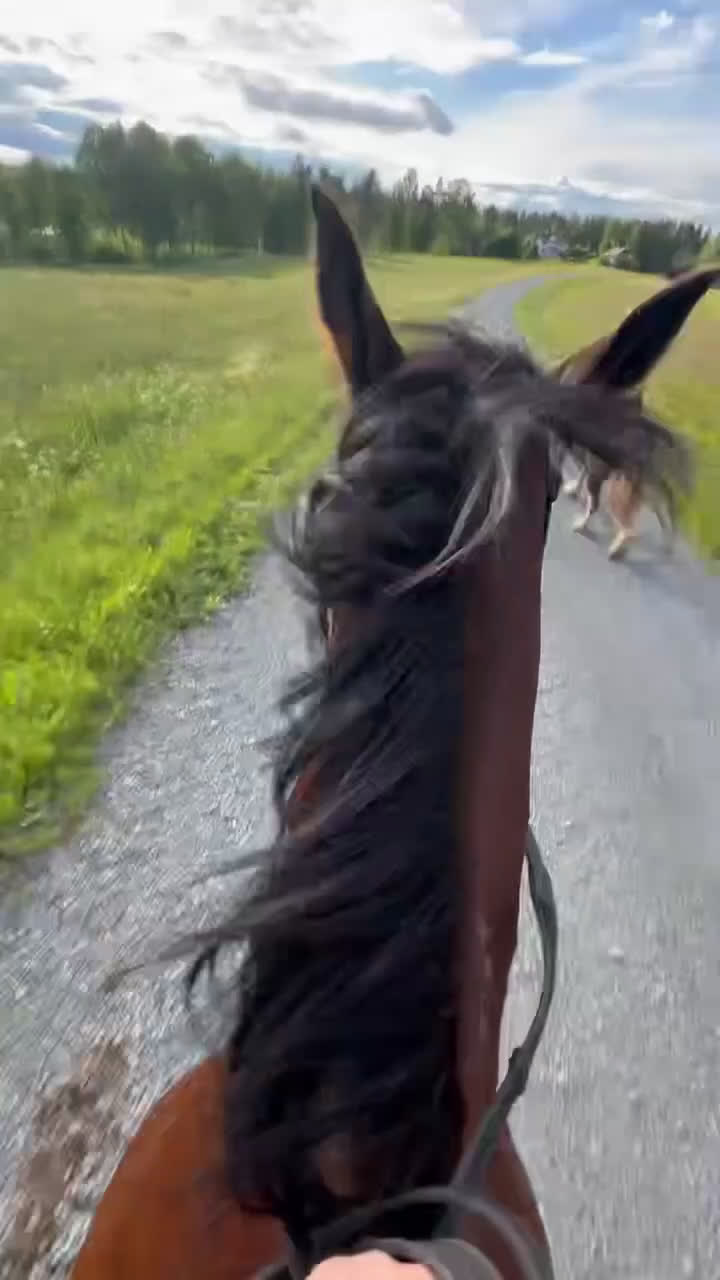 Dressyr hästar till salu: Säljer nu min bästa vän i Älvsbyn - Video 1