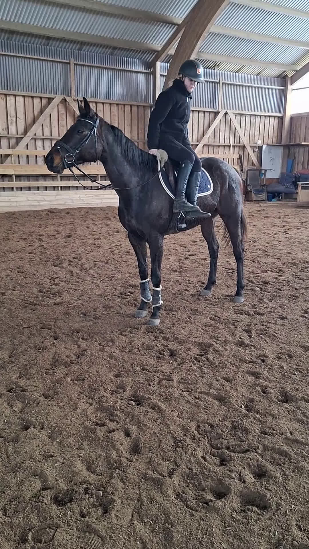 Allround hästar till salu: Perfekt allround häst - Video 2