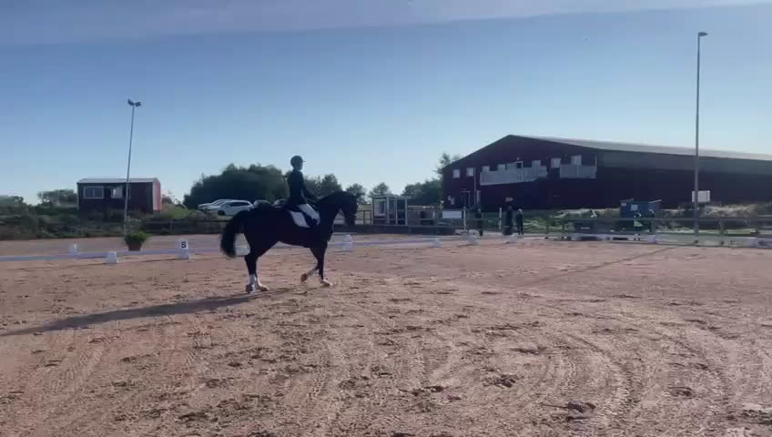 Allround hästar till salu: Välriden allroundhäst - stark i dressyren i Tvååker - Video 1