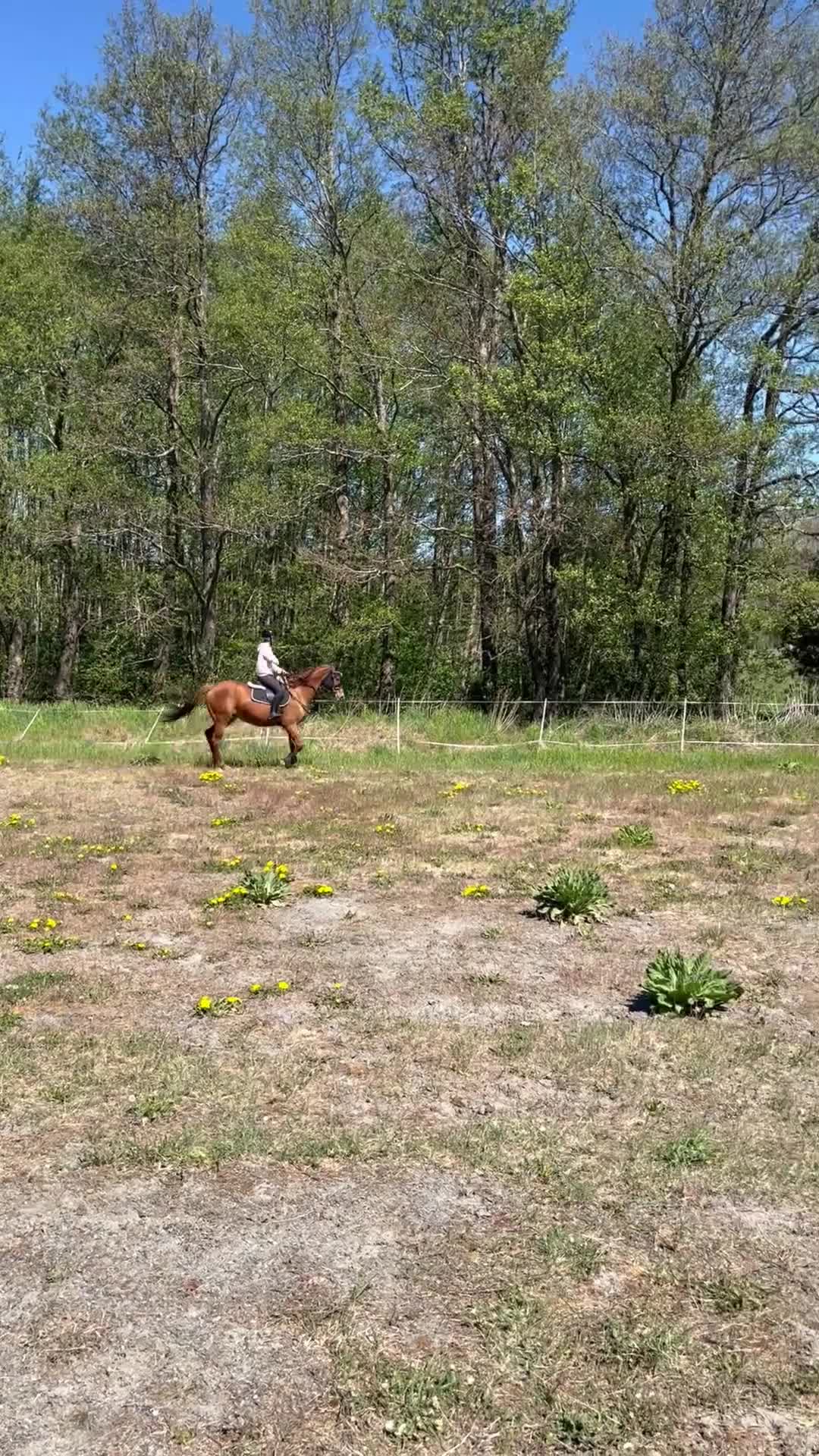 Allround hästar till salu: Intressekoll - Video 2
