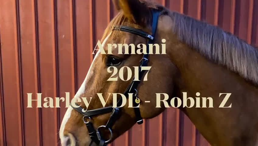 Allround hästar till salu: Vänlig allroundvalack i Göteborg - Video 1