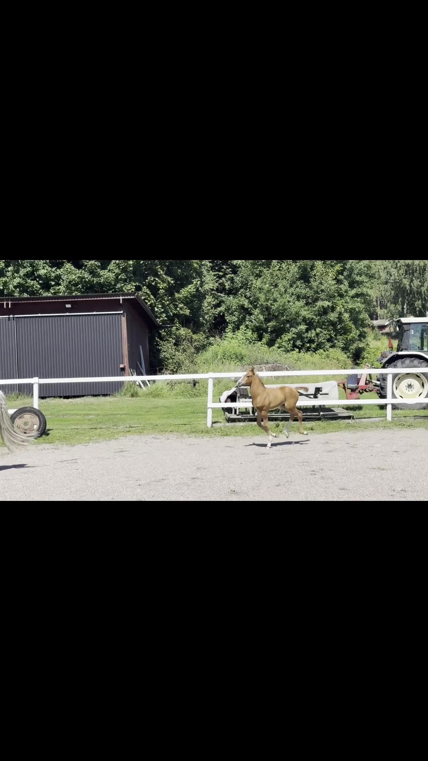 Dressyr hästar till salu: Hingstföl e Donkey Boss - Video 1