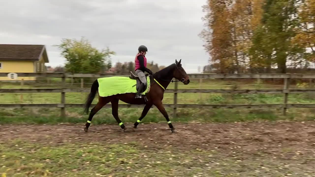Övrig utrustning övrig utrustning till salu: Medryttarhäst sökes!  i Vinninga - Video 1
