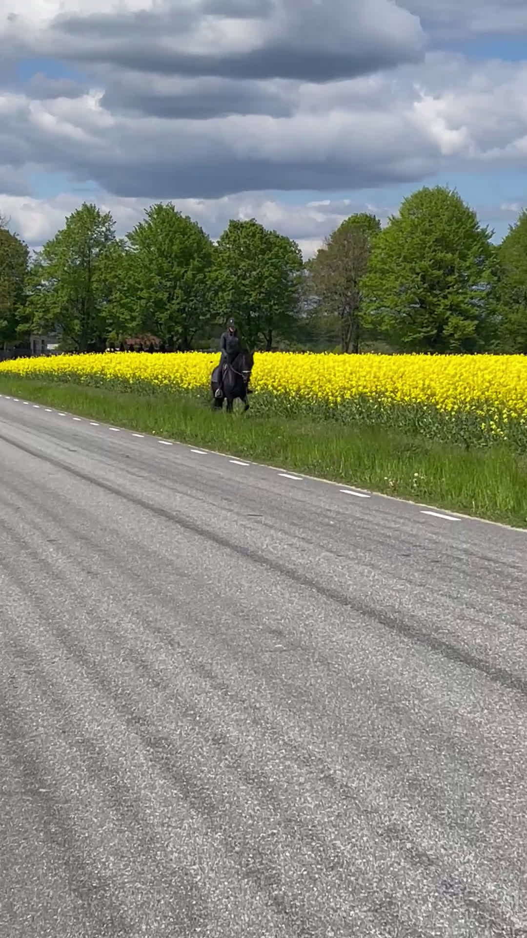 Dressyr hästar till salu: Dressyrsto i Löberöd - Video 3