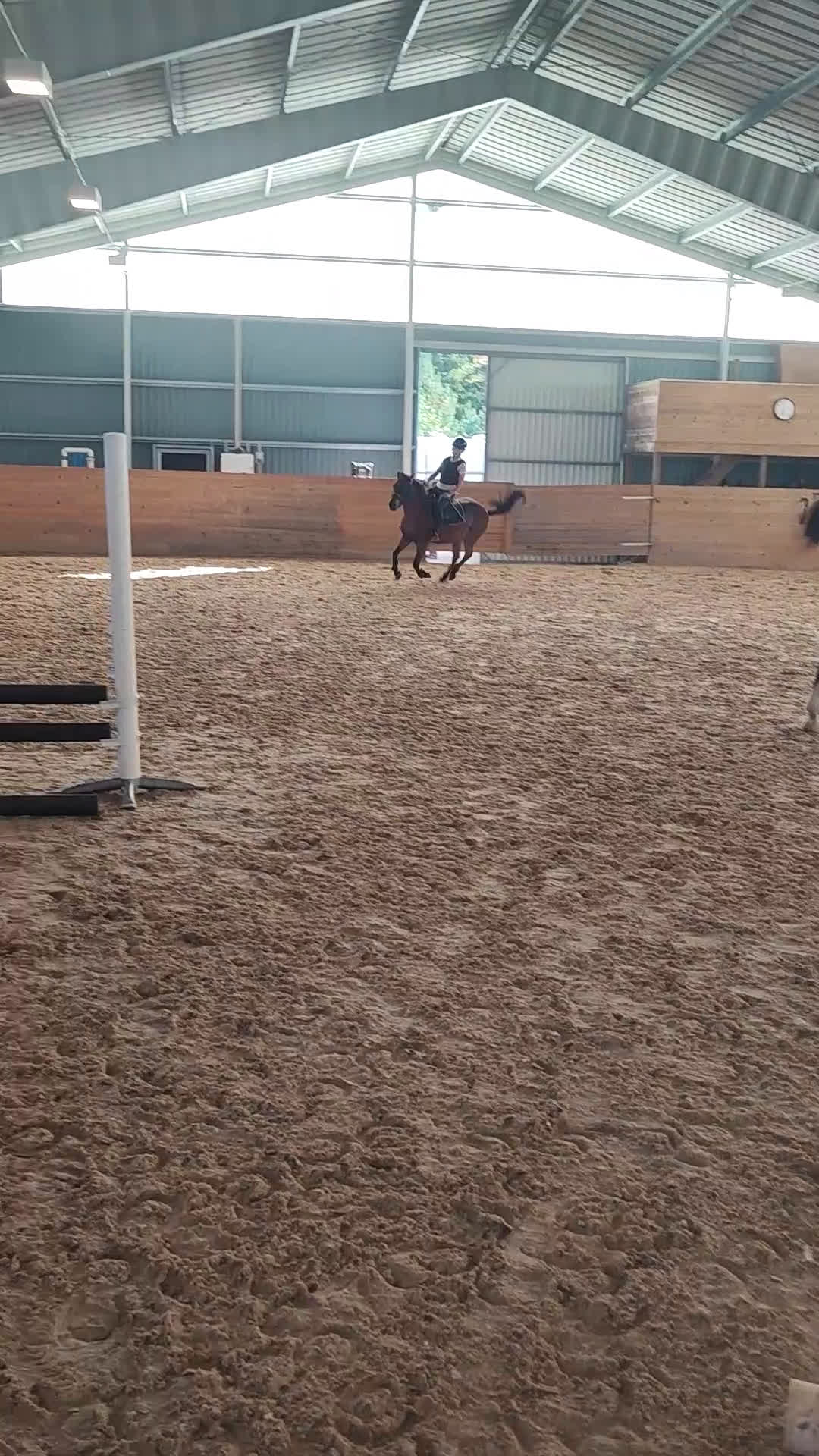 Allround hästar till salu: Härligt Gotlandsruss  - Video 1