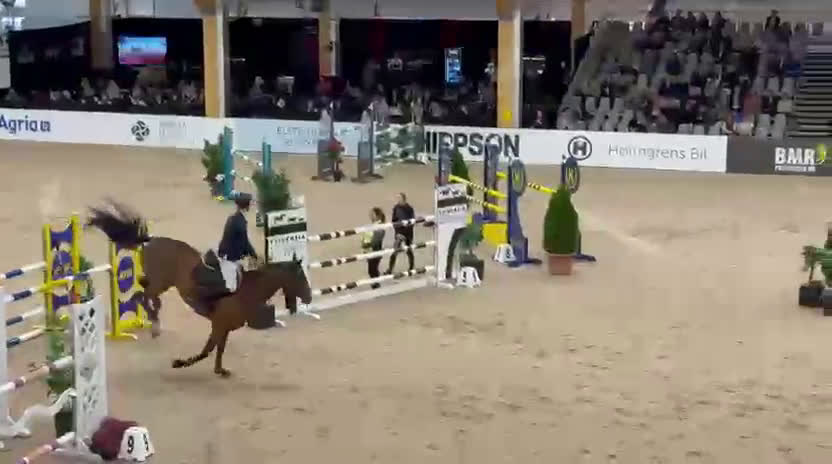 Hoppning hästar till salu: Toppstammat prestationssto med tävlingsmeriter i Linköping - Video 1