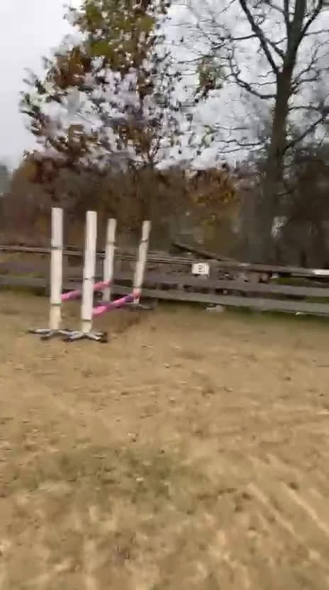 Allround hästar till salu: Mycket fint welsh partbred-sto - Video 1