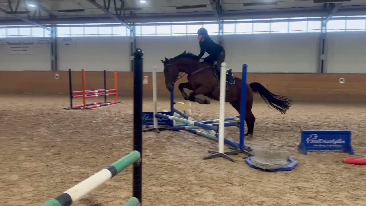 Allround hästar till salu: Fynda trevlig valack! - Video 3