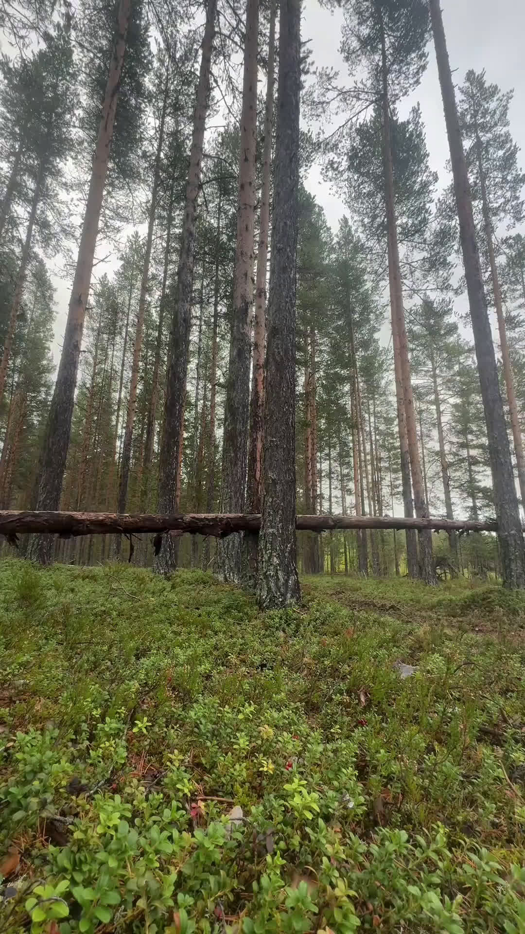Allround hästar till salu: Drömhäst  i Ljungaverk - Video 5