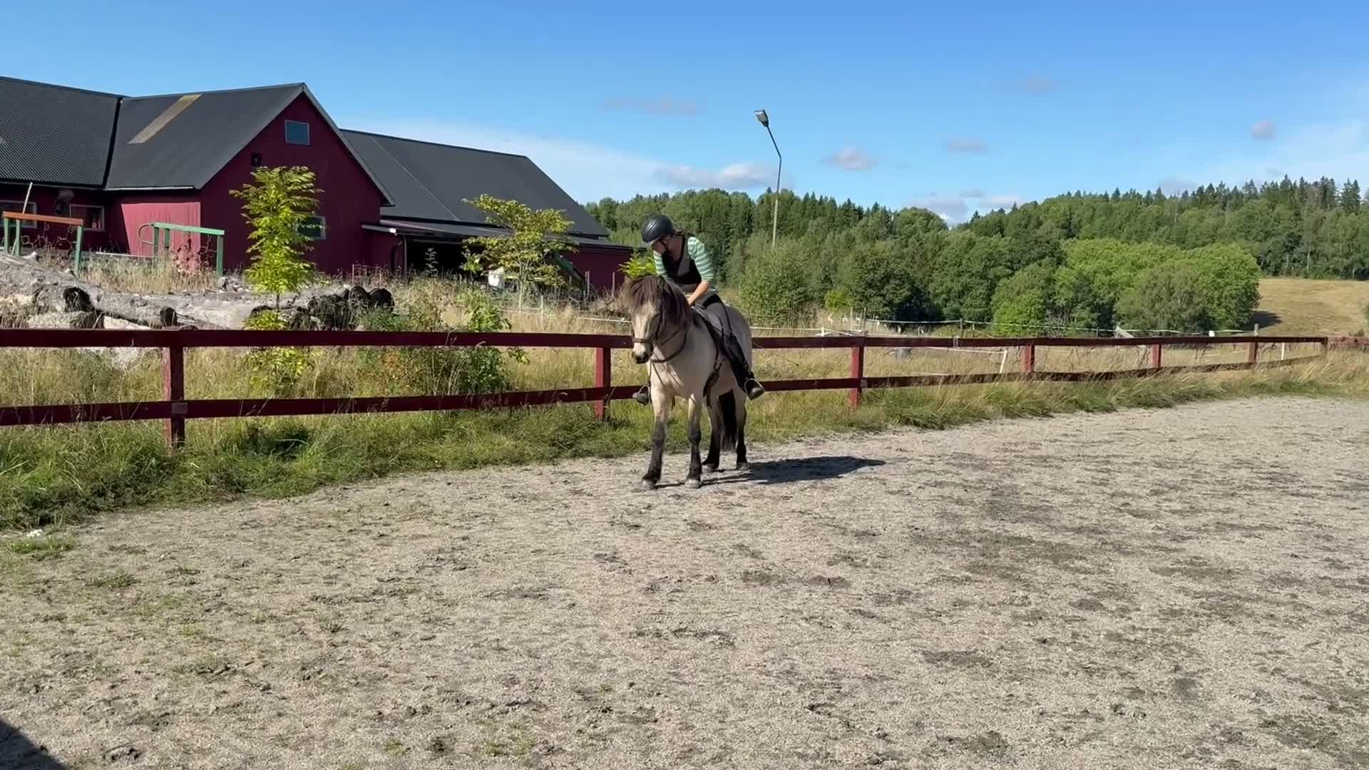 Island hästar till salu: Atlas - Video 2